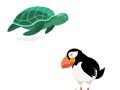 zeeschildpad papegaaiduiker Zstip4