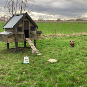 pauwen verzorgen kippen en konijnen